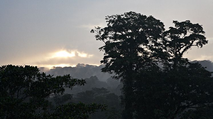 Solnedgang over Costa Ricas regnskov