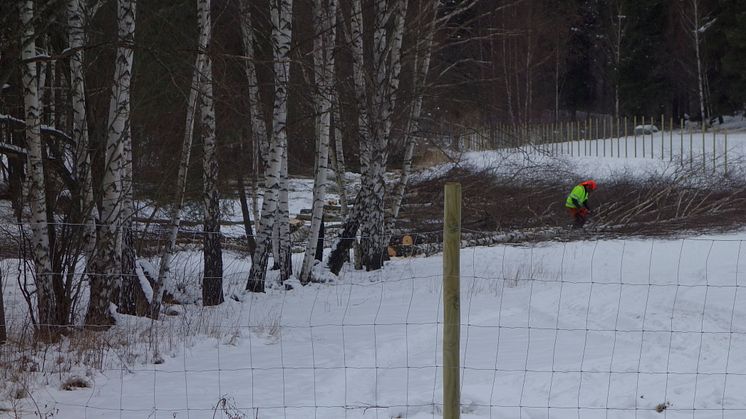 Cirka 120 björkar togs ner i Järva DiscGolfPark under onsdagen. Ytterligare över 2000 träd står i tur att fällas för att anlägga två stora reningsdammar som ännu inte fått marklov.