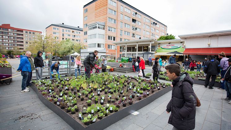 Nya planteringar - av och för Hjällboborna på torget.