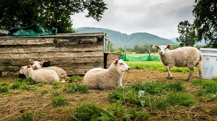 Alle økologiske produksjoner er telt og dokumentert, inkludert disse lammene. Foto: Debio/Espen Seierstad
