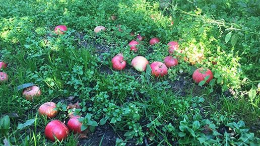 Rekordmycket fallfrukt samlades in i år