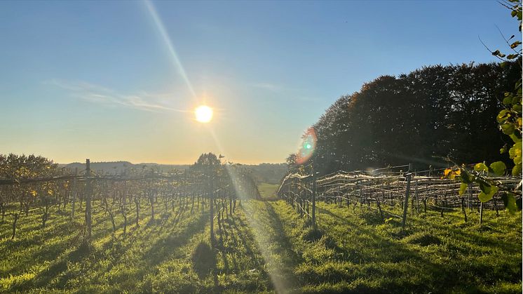 Die Weinberge des Guts Deutsch-Nienhof liegen mitten im Naturpark Westensee