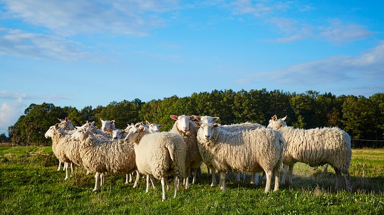 Endast cirka 30 procent av det lamm vi äter i Sverige är svenskt. Fråga efter svenskt hållbart lamm i butiken och titta efter märket Kött från Sverige så vet du att lammet är fött, uppfött, förädlat, förpackat, kontrollerat i Sverige.