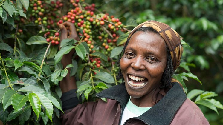 ​​​Fortsatt storsatsning på kvinnliga odlare i Östafrika
