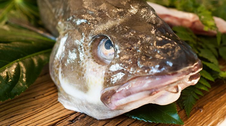 Arranca la nueva temporada del Skrei, el Bacalao noruego más sibarita