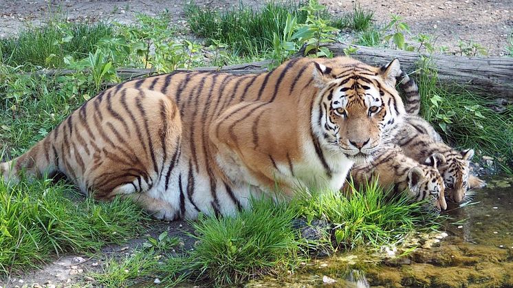 Tigermutter Bella mit ihren Jungtieren