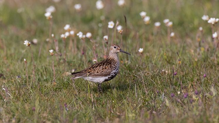 Sydlig kärrsnäppa (hona) vid Stora Ören på Öland. Foto: Mattias Ullman