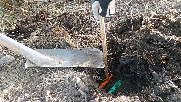 Mätningarna vid en kontrollpunkt visar här att fiberkabeln ligger på 12 cm djup, medan markavtalet kräver ett djup på 55 cm. Foto: Tyréns.