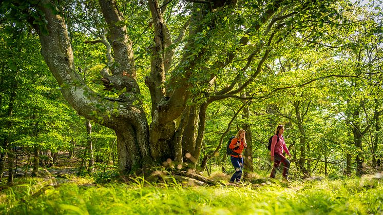 Hela Sverige samlas i ett nationellt ramverk för vandringsturismleder