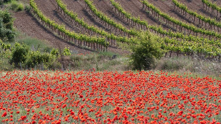  Ribera del Duero: på rejse i vinmarkerne