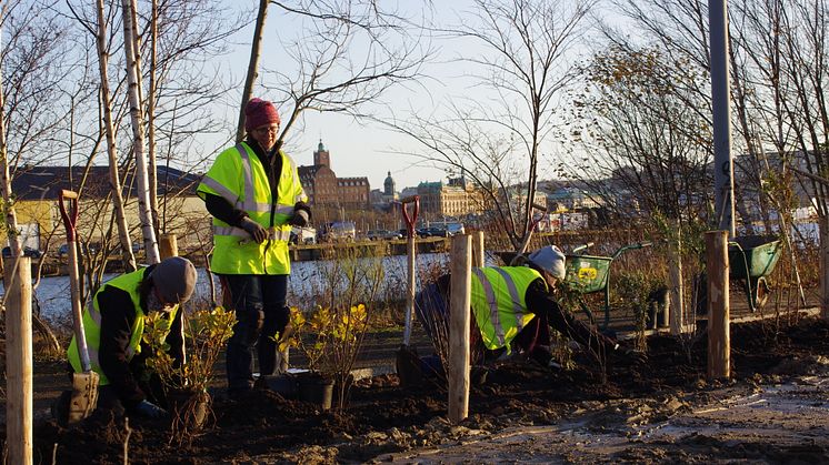 Engagerade personer planterade och diskuterade i Strandparken 2017. Strandparken öppnar under Stadstriennalen 20 september 2018. Foto: Jubileumsparken.