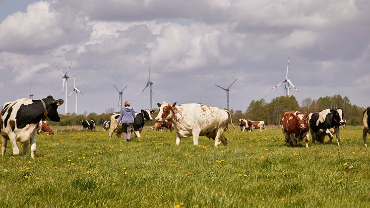 Weidegang auf einem Arla Hof in Schleswig-Holstein