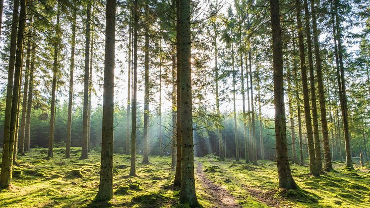 Vandringsled med poesipauser i Säterdalens naturreservat