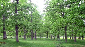 Framtidens gamla naturvårdsträd måste planteras nu