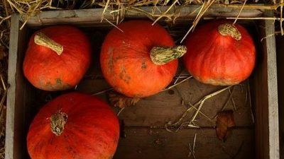 Fira halloween, allhelgona och vilken mörk kväll som helst som behöver lysas upp med färgstark pumpa.