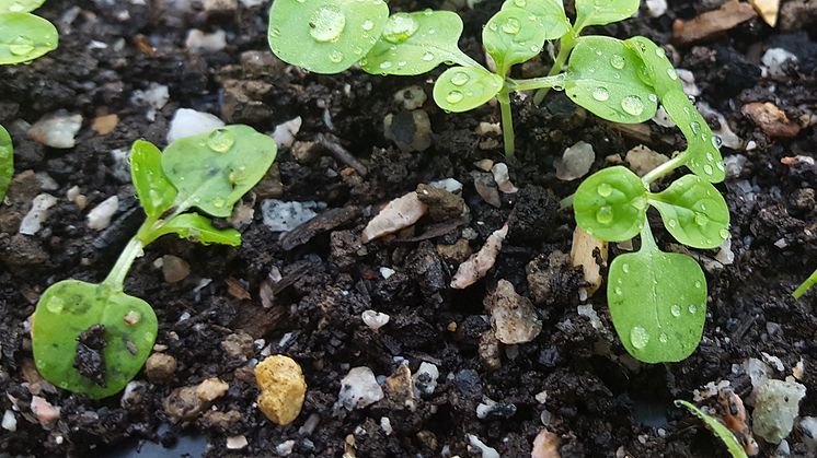 Seedlings (Photo: Jasmin Peschke)