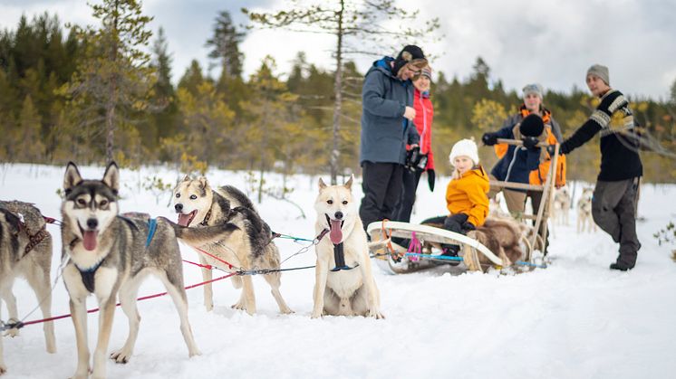 Hundspann i Dalarna. Foto: Visit Dalarna