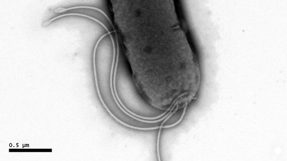 Helicobacter pyroli