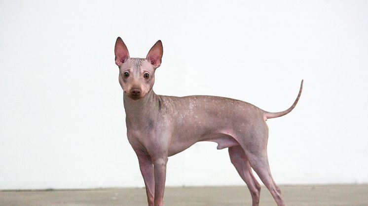 American hairless terrier – ny ras i Sverige 2016