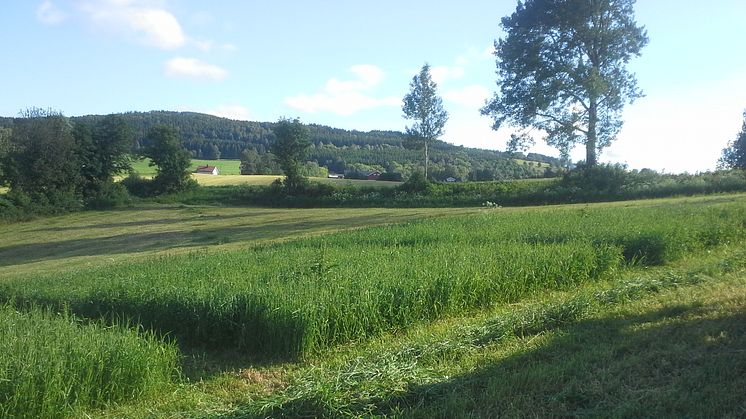 Målet er at norskandelen av råvarer i svinefôret skal øke fra 70 prosent som er dagens nivå, til nærmere 100 prosent. Foto: Wout Mutsaers. 