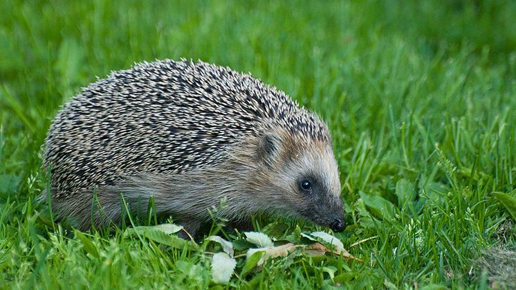 Igelkotten är ny på rödlistan. Det är oklart varför den minskar så vi kommer att behöva studera igelkotten mer. Foto: Eivor Kuchta/Shutterstock.com