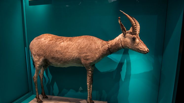 Idag finns bara fyra kända exemplar bevarade av blåbocken, varav ett finns på Naturhistoriska riksmuseet i Stockholm. Foto Emil Nordin