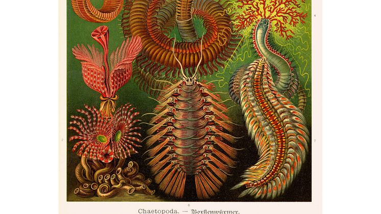 Ernst Haeckel, Kunstformen der Natur, Tafel 96 Chaetopoda– Borstenwürmer, 1899–1904. 1x1