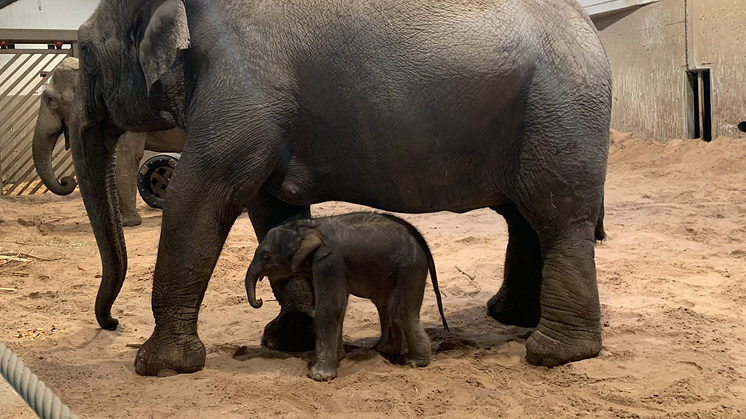 Kungens elefant har fött en kalv på Kolmården 