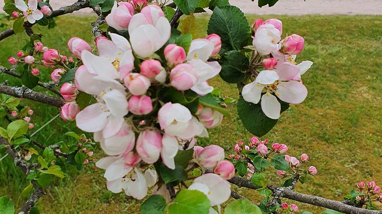 Anhörigdag den 18 maj, Dalheimers Hus i Göteborg