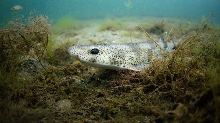 Småfläckig rödhaj, född och uppväxt på Havets Hus och släppt i havet i juli 2021. Foto: Elias Neuman/ Havets Hus