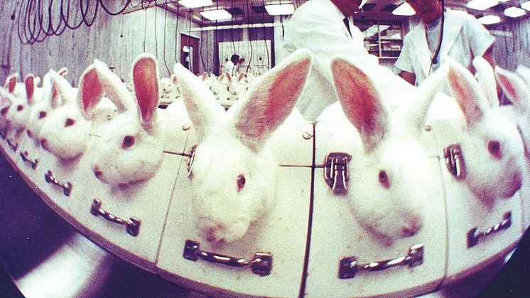 Försäljningsförbud sätter stopp för kosmetikatester på djur
