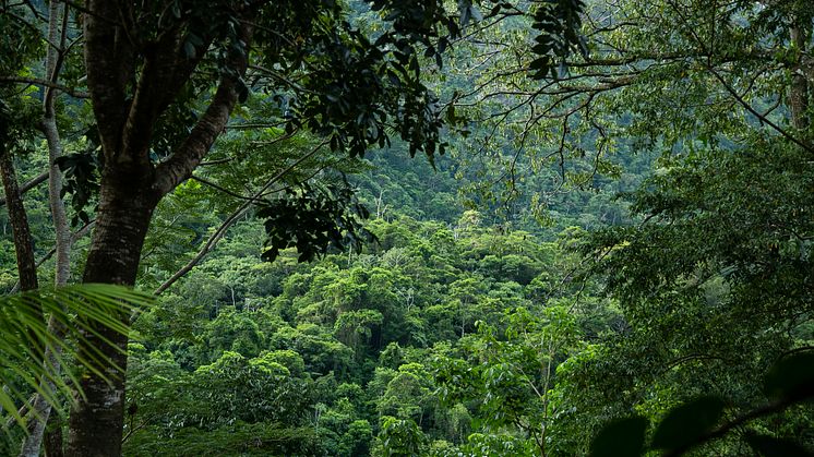 Det er af allerhøjeste nødvendighed, at der bliver gjort noget for Honduras’ natur, som desværre udsættes for fragmentering og ødelæggelser af især skovene.