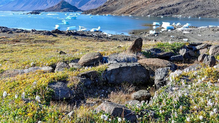 Nya, mer högresta växter breder ut sig i arktiska landskap. Foto: Anne Bjorkman
