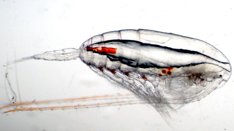 Föroreningar som skulle hamnat i luften släpps istället ut i havet med allvarliga konsekvenser på viktiga djurplankton.  Foto: Malin Daase, Norska Polarinstitutet.