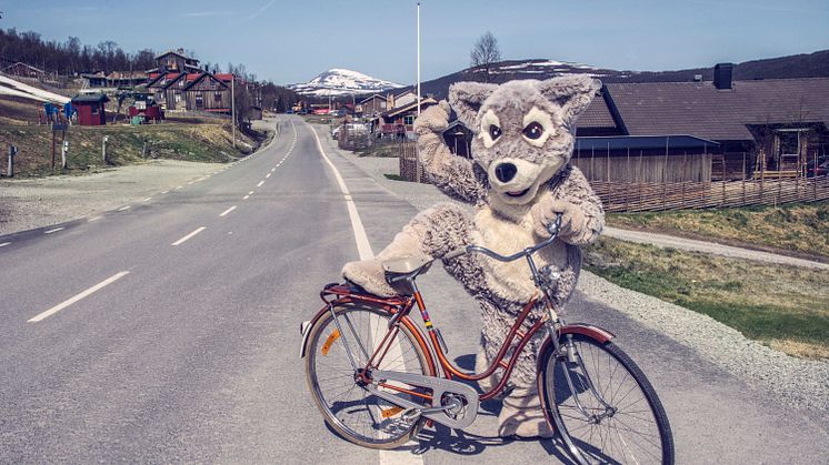 Fjällräven Mickelina kan dyka upp lite varstans i Ramundberget i sommar. 