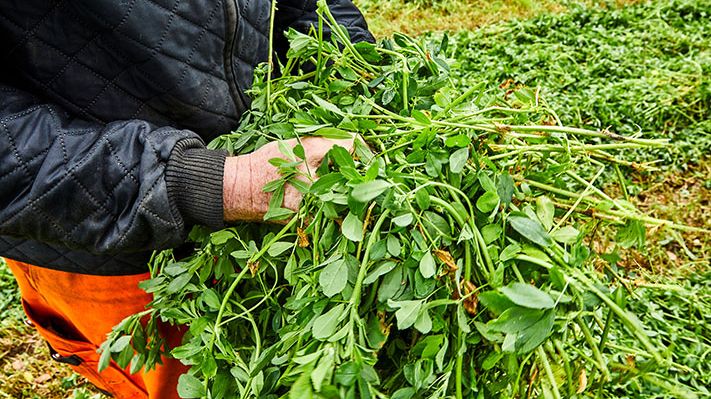 Andelsselskaber går sammen om at producere klimaeffektivt protein