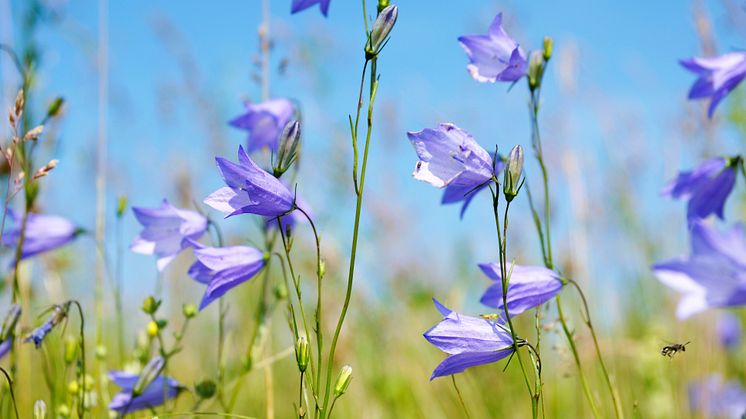 Foto på Sveriges nationalblomma: liten blåklocka. Foto: iStock.com/ITkach