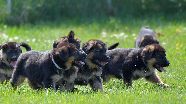 Tysk schäferhund placerade sig som två under 2020. Foto: Tina Johansson