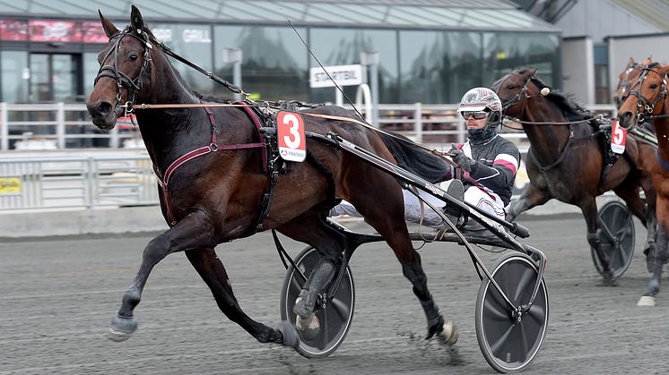 Den trettonde hästen till sista söndagen i maj på Solvalla är Ultion Face. Foto TR Bild