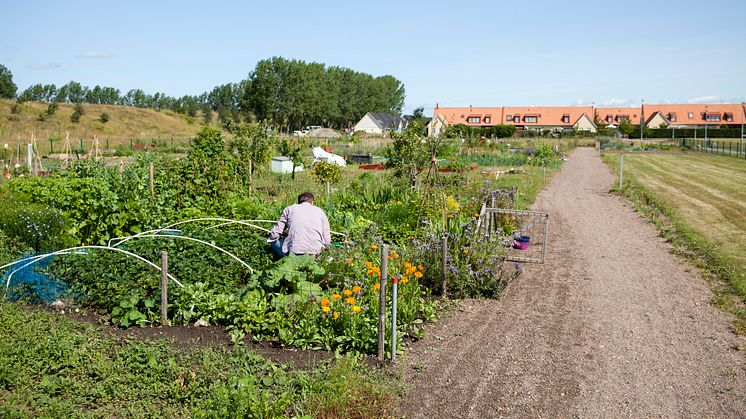 Vintrie – ett av Malmö stads 23 odlingsområden. Foto: Tomaz Lundstedt