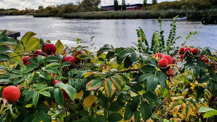 Den västra sidan av Helge å ska säkras från översvämning med nya vallar.