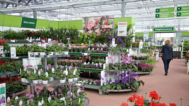 På torsdag öppnar Blomsterlandet i Arninge. Det blir växtkedjans 62:a butik i landet. (Vänligen notera att fotot är från en annan butik.)