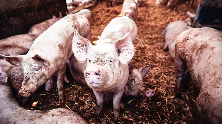 Die Schweinepreise steigen stetig - Verbraucher akzeptieren höhere Kosten für mehr Tierwohl. Foto: Forum Moderne Landwirtschaft