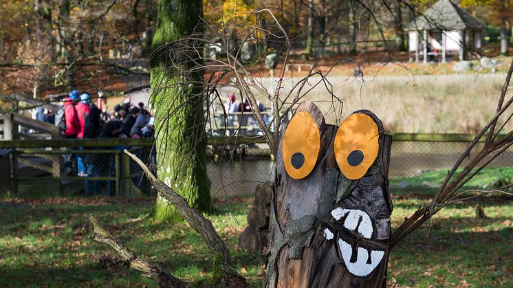 Under Höstfirandet i Skånes Djurpark kan barnen gå på trolljakt i djurparken. I år flyttar omkring femtio nya skogstroll in i parken, och det är barnens uppdrag att leta upp dem. På bild: ett av många skogstroll som gör entré under Höst i Djurparken.