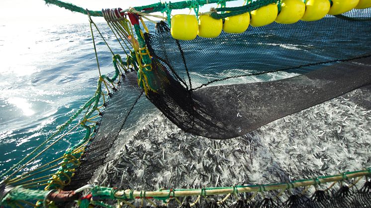 Makrellfiske - mackerel fishing in Norway