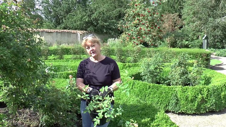 Video: Sådan planter du nye roser i et gammelt rosenbed