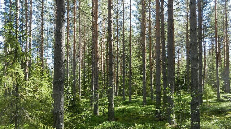 Tallskog i Norrliden. Foto: Peter Högberg