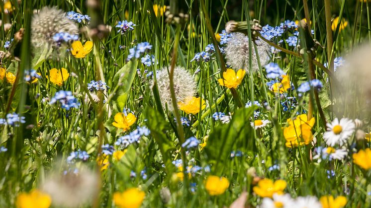 flower-meadow-g3b6934268_1920