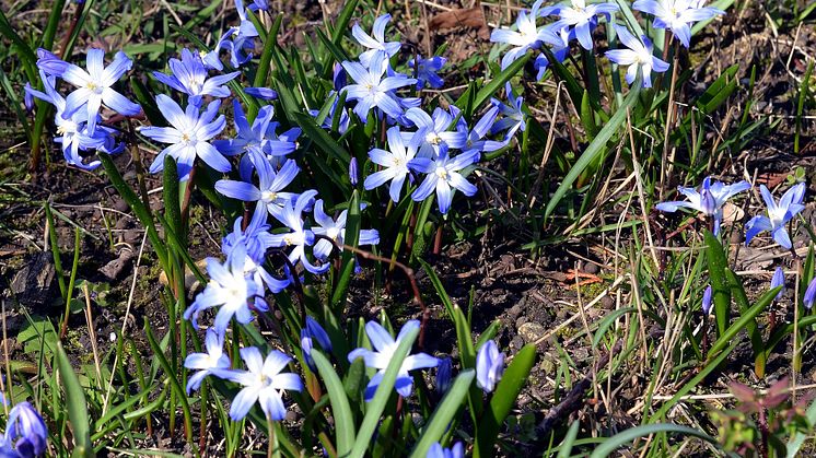 Frühlingsgruß aus Taucha - Foto: Andreas Liefeith