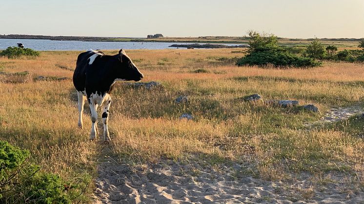 Allra helst vill studenterna ut till lantliga miljöer eller kust och skärgård på sin sommarledighet